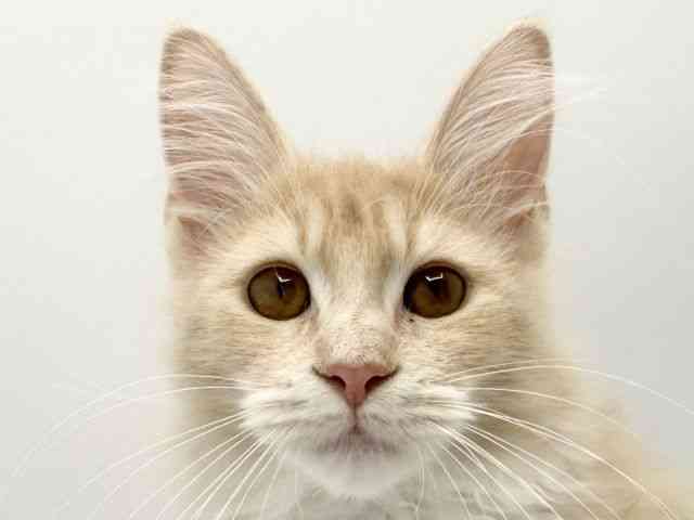 大阪府のメインクーン (ひごペットフレンドリーみのおキューズモール店/2025年7月15日生まれ/女の子/クリームタビーホワイト)の子猫の1枚目の画像