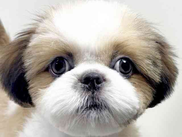 京都府のシーズー (ひごペットフレンドリーイズミヤショッピングセンター八幡店/2025年7月19日生まれ/男の子/ホワイトゴールド)の子犬の1枚目の画像