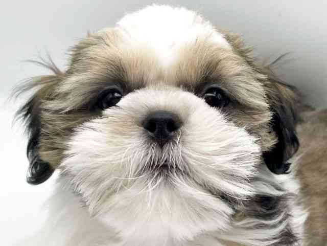 奈良県のシーズー (ひごペットフレンドリートナリエ大和高田店/2025年7月19日生まれ/男の子/ホワイトゴールド)の子犬の1枚目の画像