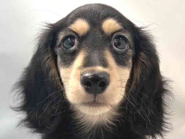 大阪府のミニチュアダックスフンド(ロング) (ひごペットフレンドリー堺プラットプラット店/2025年7月19日生まれ/男の子/ブラックイエロー)の子犬の1枚目の画像