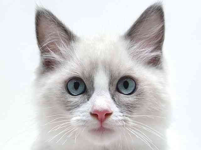 大阪府のラグドール (ひごペットフレンドリーイオン高槻店/2025年7月19日生まれ/男の子/ブルーポイントバイカラー)の子猫の1枚目の画像