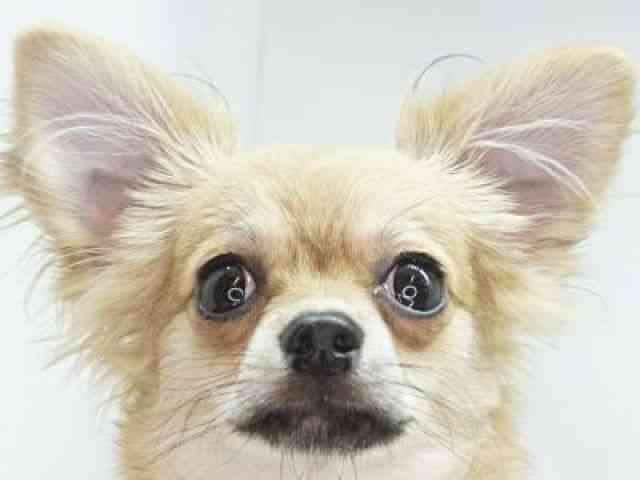 福岡県のチワワ(ロング) (ひごペットフレンドリーゆめタウン筑紫野店/2025年7月19日生まれ/男の子/フォーン)の子犬の1枚目の画像