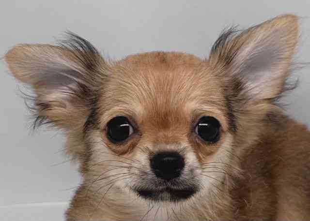 鳥取県のチワワ(ロング) (ひごペットフレンドリーイオンモール鳥取北店/2025年7月19日生まれ/男の子/フォーン)の子犬の1枚目の画像