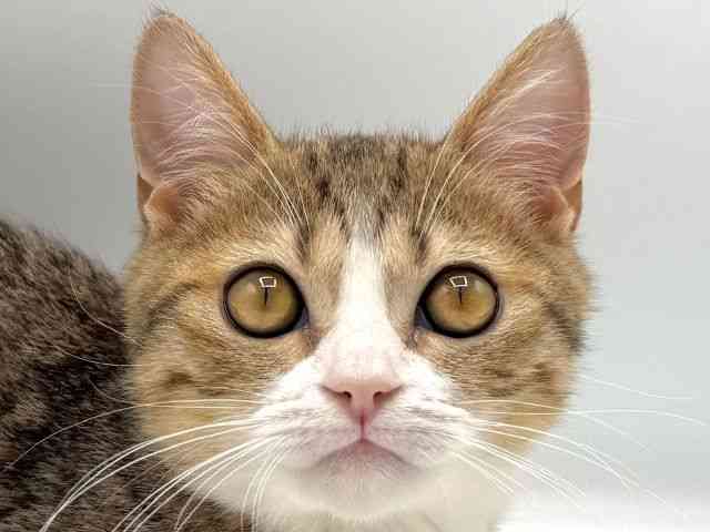 愛知県のミヌエット (ひごペットフレンドリープライムツリー赤池店/2025年7月13日生まれ/男の子/ブラウンタビー)の子猫の1枚目の画像