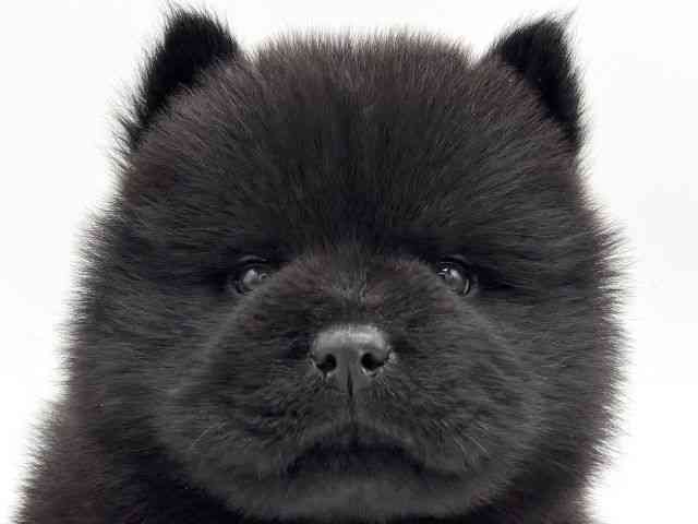 大阪府のチャウチャウ (ひごペットフレンドリーららぽーとEXPOCITY店/2025年7月19日生まれ/男の子/ブラック)の子犬の1枚目の画像