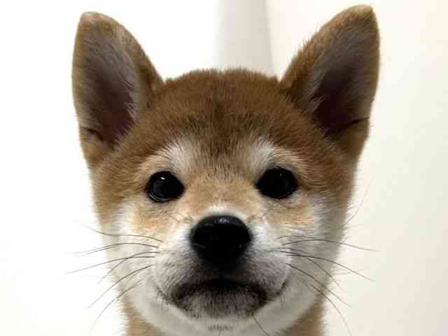 奈良県の柴犬(標準サイズ) (ひごペットフレンドリーイオンモール橿原ウエスト・ビレッジ店/2025年7月19日生まれ/女の子/赤)の子犬の1枚目の画像