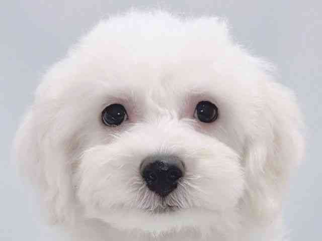 大阪府のビションフリーゼ (ひごペットフレンドリーイズミヤショッピングセンター千里丘店/2025年7月19日生まれ/男の子/ホワイト)の子犬の1枚目の画像