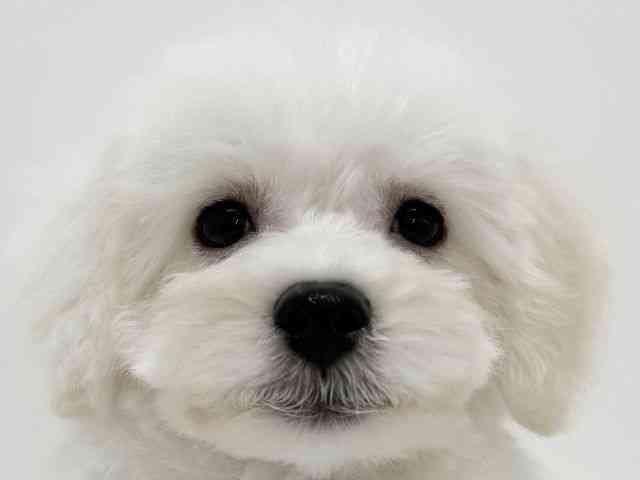 大阪府のビションフリーゼ (ひごペットフレンドリーイズミヤショッピングセンター千里丘店/2025年7月19日生まれ/男の子/ホワイト)の子犬の1枚目の画像