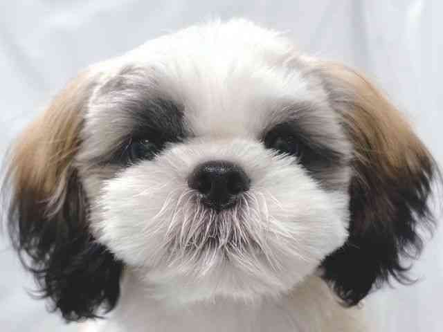 大阪府のシーズー (ひごペットフレンドリー堺プラットプラット店/2025年7月19日生まれ/男の子/ゴールドホワイト)の子犬の1枚目の画像