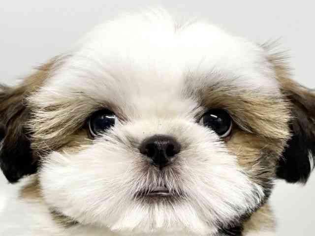 大阪府のシーズー (ひごペットフレンドリーイオンタウン豊中庄内店/2025年7月19日生まれ/女の子/ゴールドホワイト)の子犬の1枚目の画像