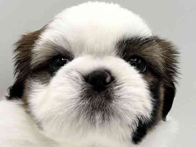 大阪府のシーズー (ひごペットフレンドリーイオンタウン豊中庄内店/2025年7月19日生まれ/女の子/ゴールドホワイト)の子犬の1枚目の画像