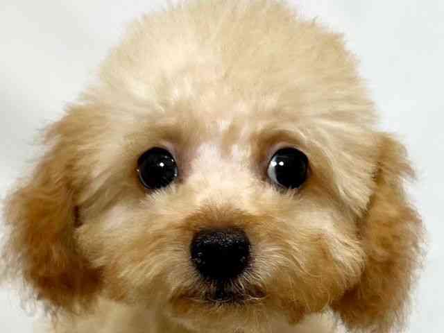 和歌山県のトイプードル(トイ) (ひごペットフレンドリーパームシティ和歌山店/2025年7月20日生まれ/男の子/レッド)の子犬の1枚目の画像