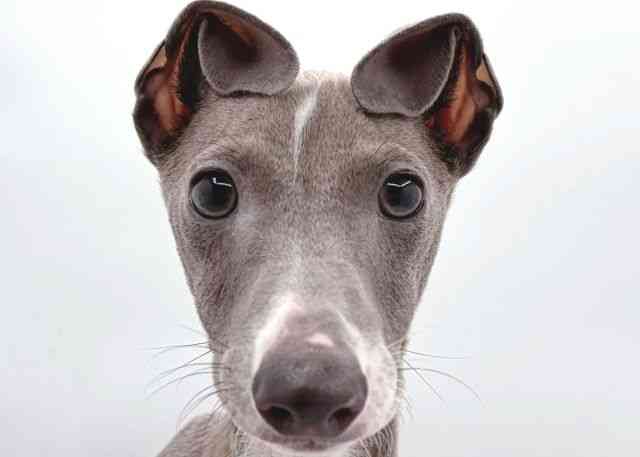 島根県のイタリアングレーハウンド (ひごペットフレンドリーイオン松江ショッピングセンター店/2025年7月16日生まれ/男の子/ブルーホワイト)の子犬の1枚目の画像