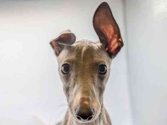 香川県のイタリアングレーハウンド (ひごペットフレンドリーゆめタウン高松店/2025年7月16日生まれ/男の子/ブルーホワイト)の子犬の1枚目の画像