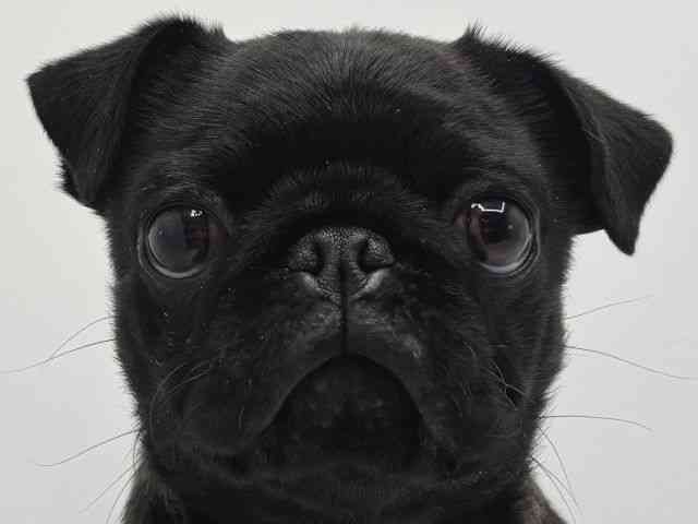 大阪府のパグ (ひごペットフレンドリーみのおキューズモール店/2025年7月16日生まれ/男の子/ブラック)の子犬の1枚目の画像