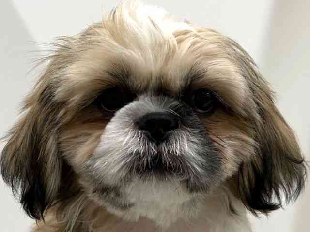 奈良県のシーズー (ひごペットフレンドリーイオンモール橿原ウエスト・ビレッジ店/2025年7月19日生まれ/男の子/ゴールドホワイト)の子犬の1枚目の画像