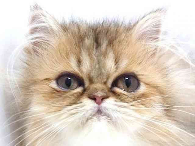 大阪府のエキゾチック (ひごペットフレンドリーいこらもーる泉佐野店/2025年7月16日生まれ/女の子/チンチラゴールデン)の子猫の1枚目の画像