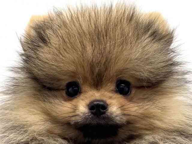 兵庫県のポメラニアン (ひごペットフレンドリークラウンパーク伊丹店/2025年7月18日生まれ/男の子/オレンジ)の子犬の1枚目の画像