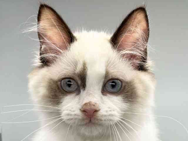 徳島県のラグドール (ひごペットフレンドリーゆめタウン徳島店/2025年7月15日生まれ/女の子/シールポイントバイカラー)の子猫の1枚目の画像