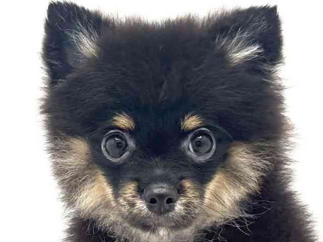 兵庫県のポメチワ/チワポメ/ポメチー(ポメラニアン×チワワ) (ひごペットフレンドリークラウンパーク伊丹店/2025年7月18日生まれ/男の子/ブラックタン)の子犬の1枚目の画像