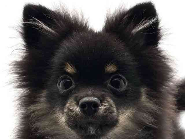 兵庫県のポメチワ/チワポメ/ポメチー(ポメラニアン×チワワ) (ひごペットフレンドリークラウンパーク伊丹店/2025年7月18日生まれ/男の子/ブラックタン)の子犬の1枚目の画像