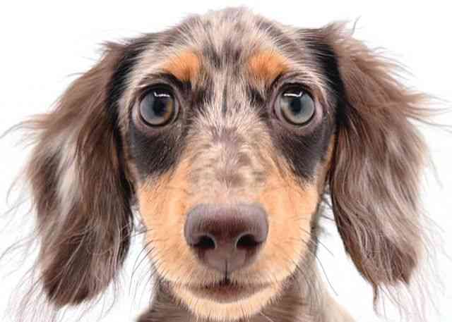 島根県のミニチュアダックスフンド(ロング) (ひごペットフレンドリーイオン松江ショッピングセンター店/2025年7月18日生まれ/男の子/チョコレートダップル)の子犬の1枚目の画像