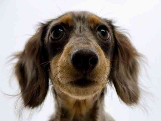 広島県のミニチュアダックスフンド(ロング) (ひごペットフレンドリーフジグラン神辺店/2025年7月18日生まれ/男の子/チョコレートダップル)の子犬の1枚目の画像