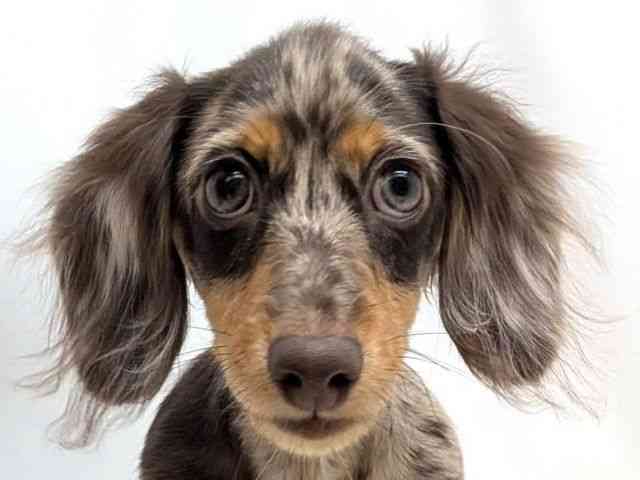 広島県のミニチュアダックスフンド(ロング) (ひごペットフレンドリーゆめタウン廿日市店/2025年7月18日生まれ/男の子/チョコレートダップル)の子犬の1枚目の画像