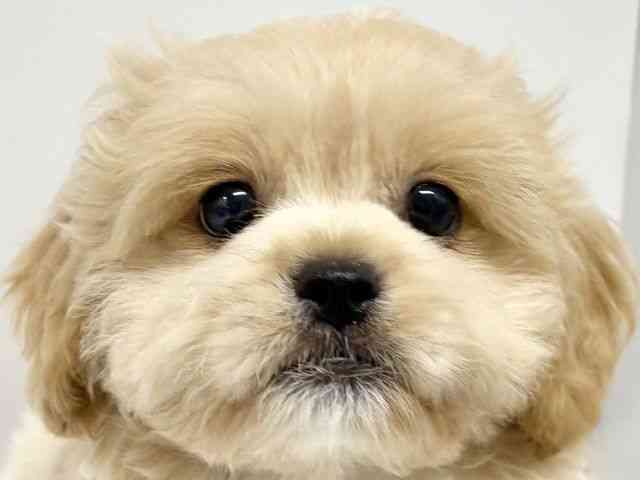 大阪府のハーフ犬・ミックス犬 (ひごペットフレンドリーイオンタウン豊中庄内店/2025年7月19日生まれ/男の子/クリーム)の子犬の1枚目の画像