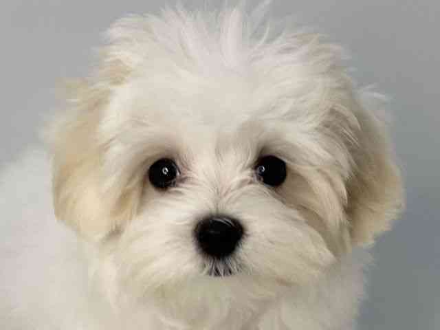 島根県のハーフ犬・ミックス犬 (ひごペットフレンドリーイオンモール出雲店/2025年7月17日生まれ/女の子/ホワイト)の子犬の1枚目の画像