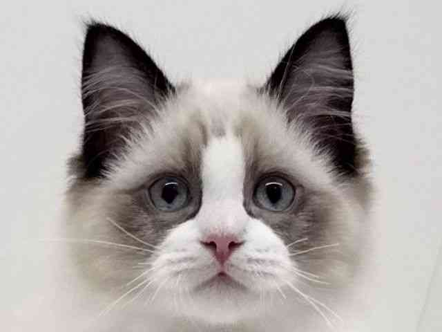 兵庫県のラグドール (ひごペットフレンドリーブルメールHAT神戸店/2025年7月15日生まれ/女の子/シールポイントバイカラー)の子猫の1枚目の画像