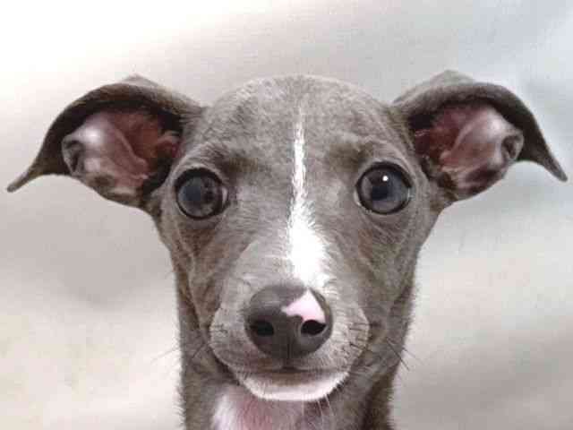 大阪府のイタリアングレーハウンド (ひごペットフレンドリー堺プラットプラット店/2025年7月16日生まれ/男の子/ブルーホワイト)の子犬の1枚目の画像