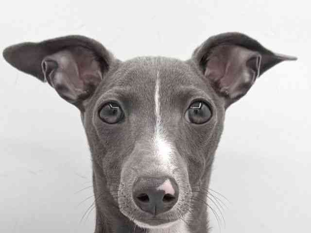 大阪府のイタリアングレーハウンド (ひごペットフレンドリーイオンそよら海老江店/2025年7月16日生まれ/男の子/ブルーホワイト)の子犬の1枚目の画像