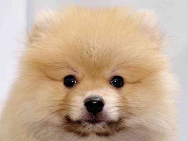 兵庫県のポメラニアン (ひごペットフレンドリーコロワ甲子園店/2025年7月13日生まれ/男の子/オレンジ)の子犬の1枚目の画像