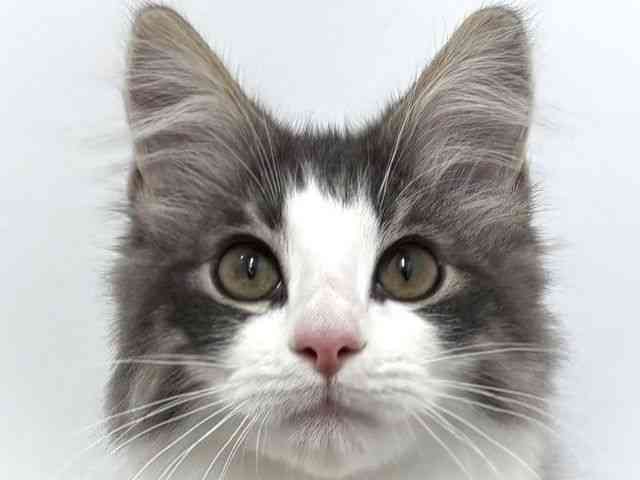 大阪府のノルウェージャンフォレストキャット (ひごペットフレンドリーベルファⅡ都島店/2025年7月18日生まれ/男の子/ブルータビーホワイト)の子猫の1枚目の画像