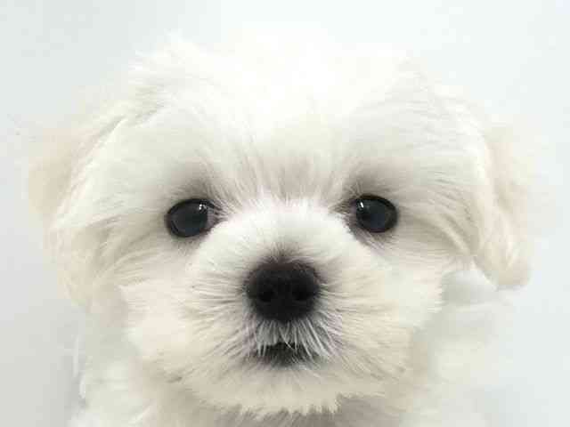 大阪府のマルチーズ (ひごペットフレンドリーベルファⅡ都島店/2025年7月19日生まれ/男の子/ホワイト)の子犬の1枚目の画像