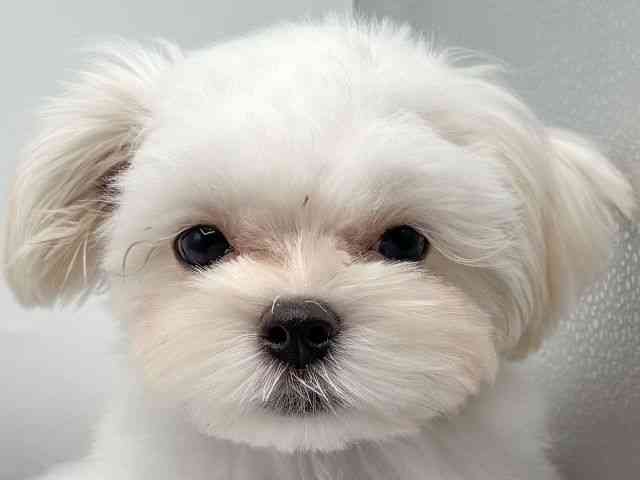 香川県のマルズー/マルシーズ(マルチーズ×シーズー) (ひごペットフレンドリーゆめタウン高松店/2025年7月20日生まれ/男の子/パーティーカラー)の子犬の1枚目の画像