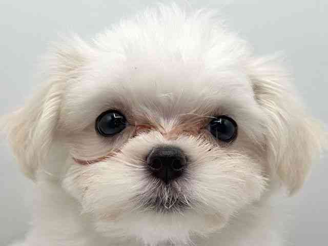 香川県のハーフ犬・ミックス犬 (ひごペットフレンドリーゆめタウン高松店/2025年7月20日生まれ/男の子/パーティーカラー)の子犬の1枚目の画像