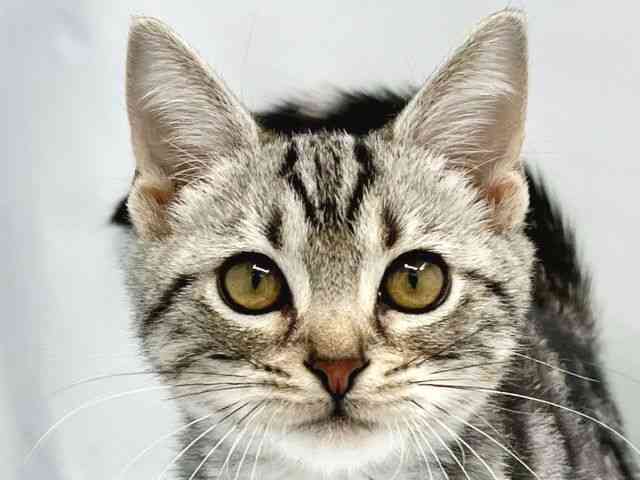 大阪府のアメリカンショートヘアー (ひごペットフレンドリーイトーヨーカドー津久野店/2025年7月21日生まれ/男の子/シルバータビー)の子猫の1枚目の画像