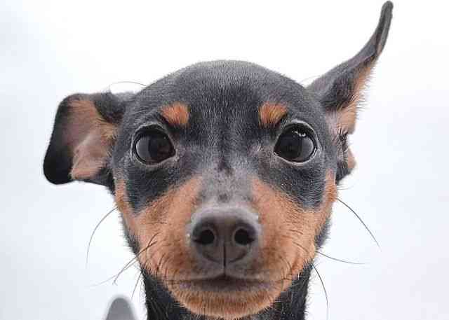 島根県のミニチュアピンシャー (ひごペットフレンドリーイオン松江ショッピングセンター店/2025年7月20日生まれ/女の子/ブラックタン)の子犬の1枚目の画像