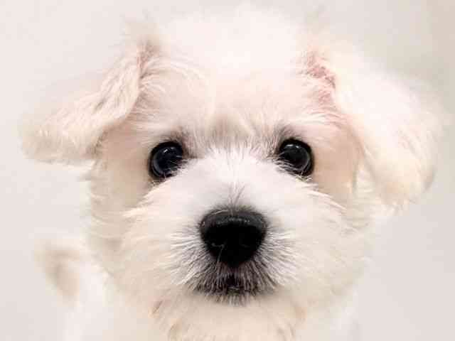 福岡県のハーフ犬・ミックス犬 (ひごペットフレンドリーリバーウォーク北九州店/2025年7月18日生まれ/男の子/ホワイト)の子犬の1枚目の画像