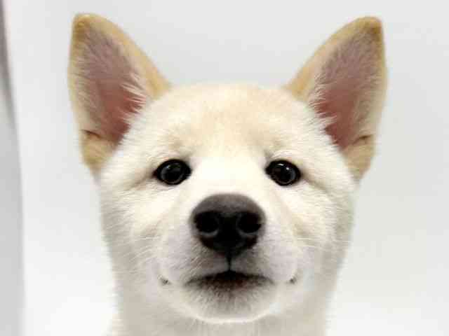 大阪府の柴犬(標準サイズ) (ひごペットフレンドリーイオンタウン豊中庄内店/2025年7月18日生まれ/男の子/白)の子犬の1枚目の画像