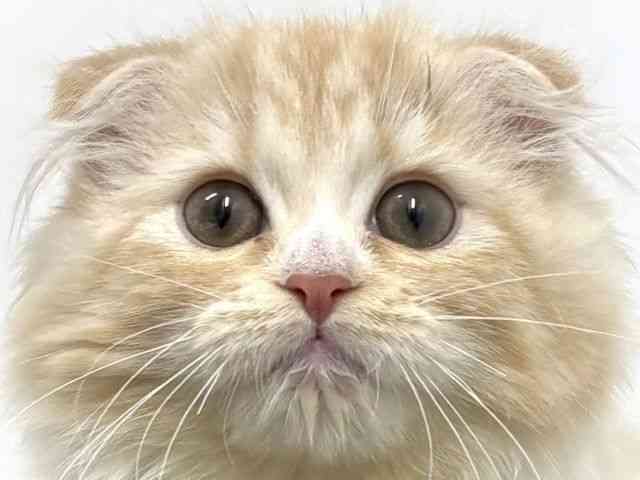 大阪府のスコティッシュフォールド (ひごペットフレンドリーベルファⅡ都島店/2025年7月20日生まれ/女の子/クリームタビーホワイト)の子猫の1枚目の画像