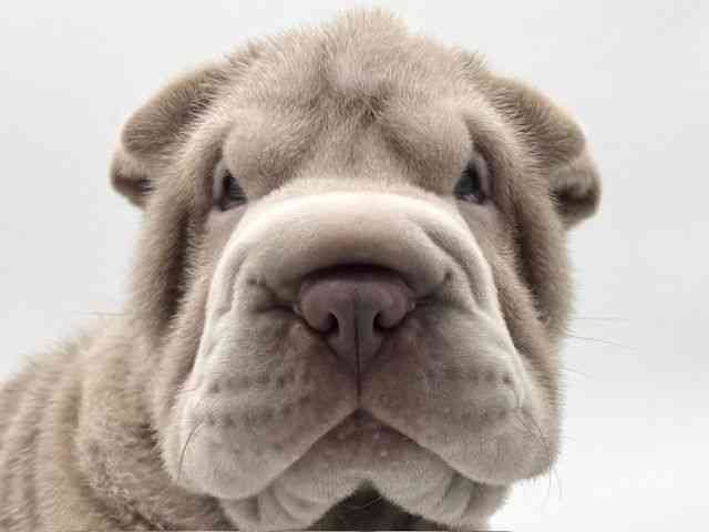 大阪府のシャーペイ (ひごペットフレンドリーららぽーとEXPOCITY店/2025年7月20日生まれ/男の子/イザベラ)の子犬の1枚目の画像