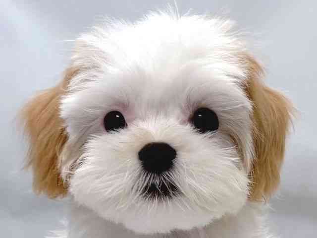 大阪府のハーフ犬・ミックス犬 (ひごペットフレンドリー堺プラットプラット店/2025年7月19日生まれ/男の子/レモンホワイト)の子犬の1枚目の画像