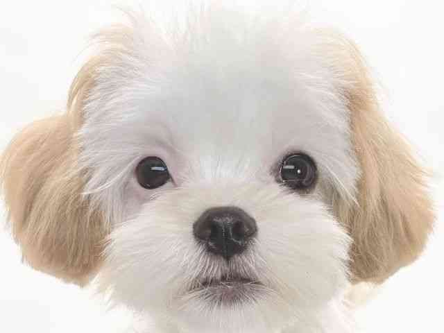 大阪府のマルズー/マルシーズ(マルチーズ×シーズー) (ひごペットフレンドリーイオンそよら海老江店/2025年7月19日生まれ/男の子/レモンホワイト)の子犬の1枚目の画像