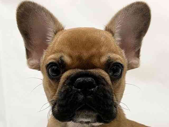 和歌山県のフレンチブルドッグ (ひごペットフレンドリーパームシティ和歌山店/2025年7月20日生まれ/男の子/フォーン)の子犬の1枚目の画像