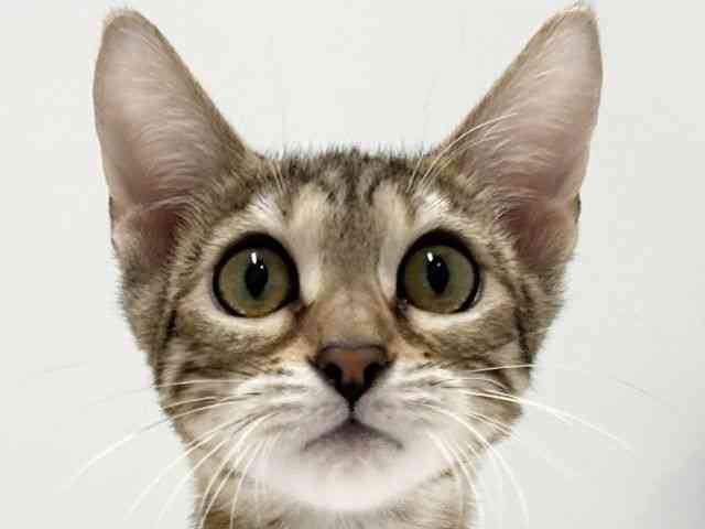 愛知県のベンガル (ひごペットフレンドリーららぽーと名古屋みなとアクルス店/2025年7月19日生まれ/女の子/ブラウンスポットタビー)の子猫の1枚目の画像