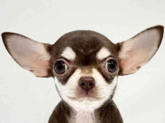 大阪府のチワワ(スムース) (ひごペットフレンドリーイオンタウン茨木太田店/2025年7月21日生まれ/女の子/チョコレートクリーム)の子犬の1枚目の画像