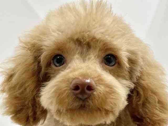 高知県のトイプードル(トイ) (ひごペットフレンドリーイオンモール高知店/2025年7月22日生まれ/男の子/アプリコット)の子犬の1枚目の画像